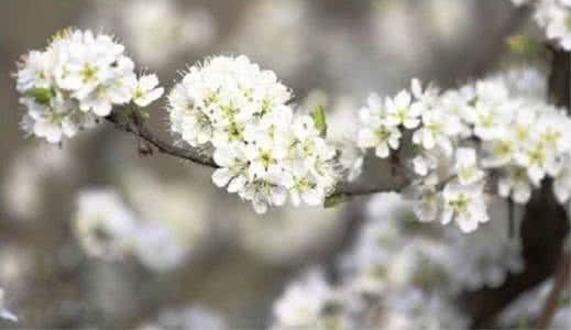 桃花杏花梨花开花顺序 桃花杏花樱花梨花和海棠，那些傻傻分不清楚的花啊|置爱生活