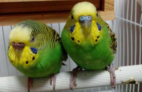 虎皮鹦鹉怕冷吗 【虎皮鹦鹉怕冷吗】虎皮鹦鹉怕冷吗_虎皮鹦鹉怕冷吗