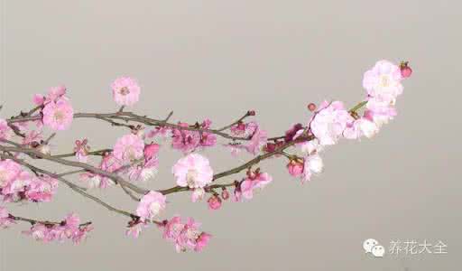 梅花能在室内养吗  梅花怎么养？