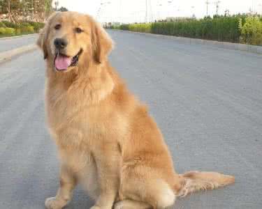 金毛犬的价格 金毛犬 金毛犬的价格