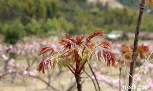 香椿树和臭椿树的区别 香椿树繁殖(四种方法)