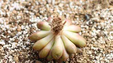 多肉换盆一定要修根吗 【园艺】多肉植物物换盆修根技巧