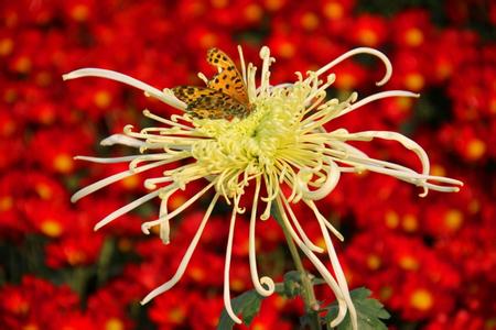 花香自有蝶飞来整首诗 花香自有蝶飞来，海容方有水汇聚