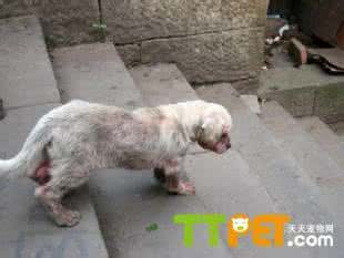 共享单车要加强管理 春季要对发情狗狗加强管理