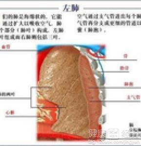 肺腺癌淋巴转移生存期 肺癌扩散到淋巴活多久 生存期如何