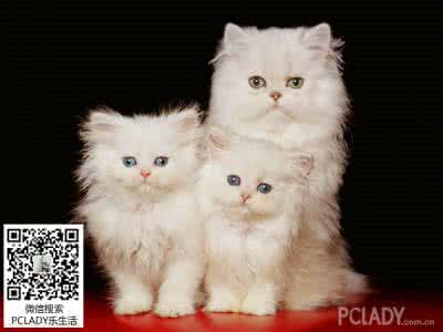 小猫洗澡说不要 小猫洗澡要准备什么东西呢