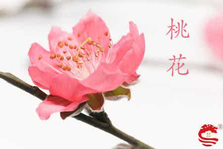 2017桃花运最旺的生肖 2017桃花运最旺的生肖 不管自己有钱或没钱,桃花运依然很旺的3大生肖