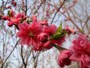 二月十九什么日子 二月,浅浅的日子