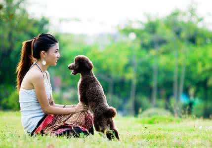 宠物狗呕吐是怎么回事 宠物狗夏天生活注意四件事