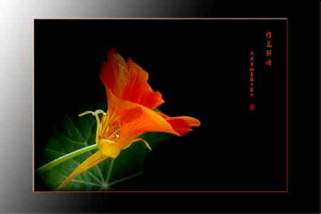 桂花可以直接泡茶吗 树上新鲜的桂花可以直接采摘泡茶吗？秋季腹泻或会找上门