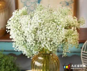 满天星 满天星 秋思*满天星