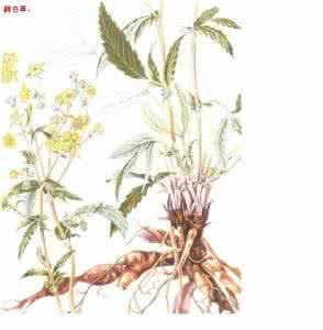 翻白草糖尿病的克星 翻白草糖尿病的克星 这三种茶堪称糖尿病的克星