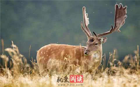 四不像是什么动物 四不像动物 【四不像是什么动物】四不像的特点