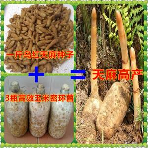 天麻怎样种植 天麻怎样种植 天麻是什么