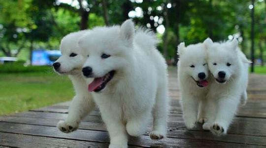 银狐犬和萨摩的区别 银狐犬和萨摩的区别 如何正确区分萨摩耶、银狐犬和博美犬