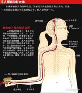 狂犬病潜伏期一般多久 狂犬病潜伏期一般多久 狂犬病的潜伏期 狂犬病的潜伏期一般有多久