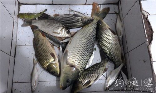 野钓鲤鱼窝料绝密配方 野钓大鲤鱼窝料配方