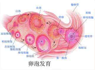 取卵前吃什么对卵泡好 取卵前吃什么对卵泡好 卵泡发育和取卵数量都很好,为什么胚胎移植数量少