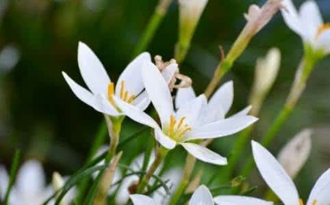 水仙花开花时间 水仙花什么时间开：冬天开花，大概1月左右