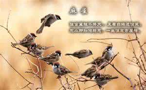 关于鸟的古诗词 中国古诗词·百鸟篇