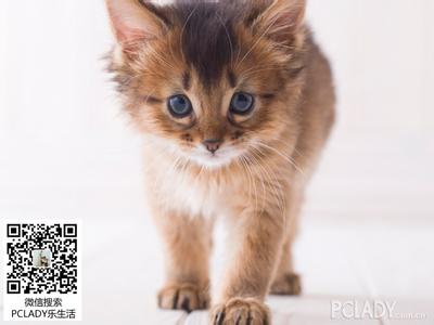 猫猫兔可以洗澡吗 猫猫洗澡步骤详细方案介绍