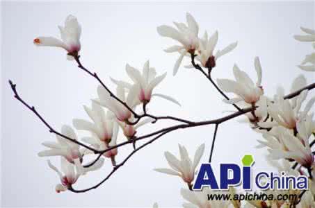玉兰花花语 玉兰花花语 玉兰花语有哪些