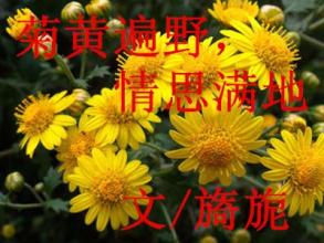 黄灿前门情思大碗茶 菊黄遍野，情思满地