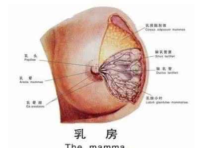 女性乳腺增生的症状 女性乳腺增生缘起于哪些因素