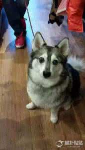 柯基 小短腿的故事 哈士奇的智商+柯基的短腿...难道这就叫矮挫二？