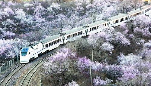 穿过花海的火车 北京穿过花海的火车险被发烧友拍照逼停|北京城事