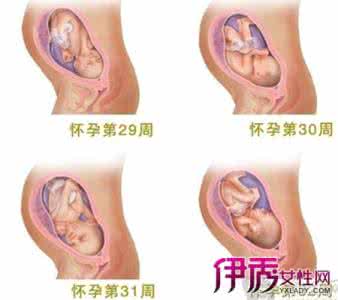 胎儿发育各阶段指标 孕期胎儿发育图 孕期各阶段胎儿发育概况