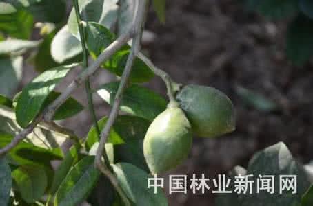 中草药木瓜 抗癌中草药·彩图【5】南 北 木瓜