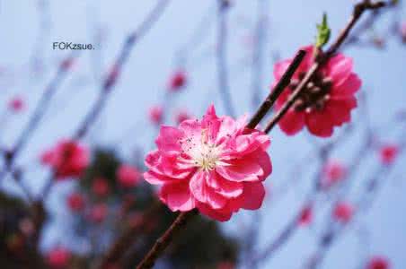 花开花落 花开花落，花逝了