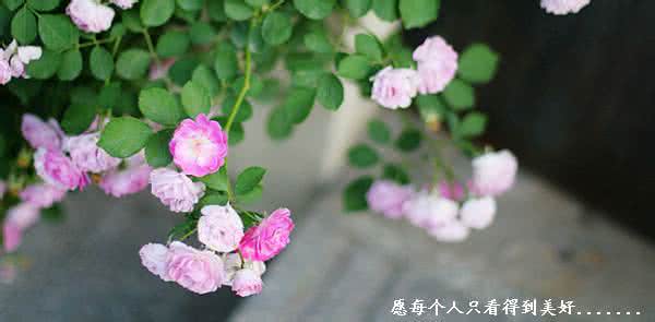 知春路 人心若知春 处处皆暖意【美文欣赏】