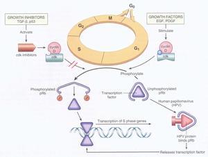 细胞周期调节蛋白 细胞周期调节