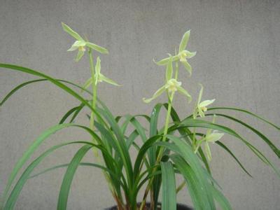 哪种兰花好养 兰花种养诀窍