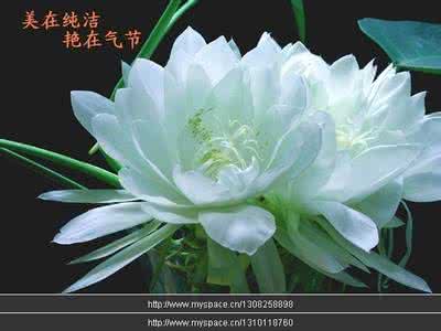 温暖心灵的情感美文 栀子花开花落【情感美文】