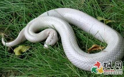 梦见白蛇是什么意思 梦见蛇是什么意思 梦见白蛇_梦见蛇是什么意思