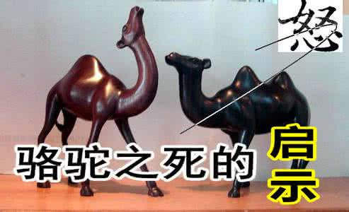 蚂蚁金服 骆驼大会 正能量:骆驼死了,蚂蚁笑了,我看了沉默了。