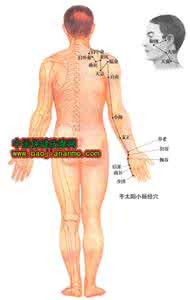 手太阳小肠经 手太阳小肠经——不容忽视的小肠经
