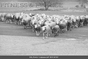 动物科学与人类生活 科学无法解释动物与人类的“羊群效应”