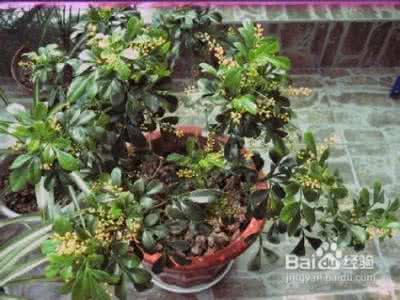 米兰花的功效和作用 米兰花怎么养 米兰花怎么养 米兰花茶的功效