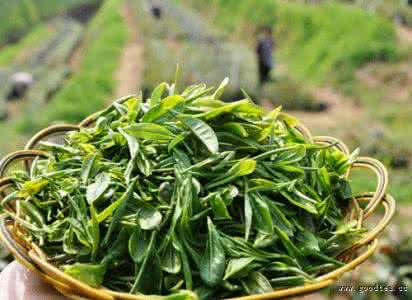 如何辨别新茶与陈茶 如何鉴别新茶与陈茶