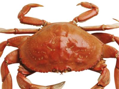 螃蟹脚的适合人群 哪几类人不适合食用螃蟹