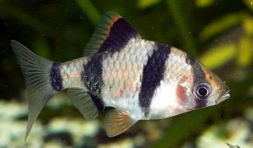 水草缸养什么鱼 水草最佳同居鱼（上）