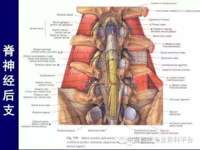 脊柱解剖 脊柱解剖 绝对精品【收藏必备】