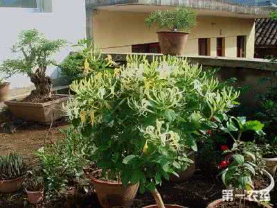 金银花种植技术 金银花种植技术整理介绍