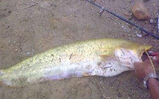 钓鲶鱼鸡肝怎么固定 鸡肝钓鲶鱼的打窝以及施钓技巧