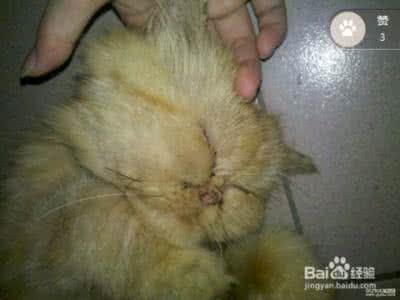 怎么给猫咪驱虫 怎么给宠物猫咪驱虫