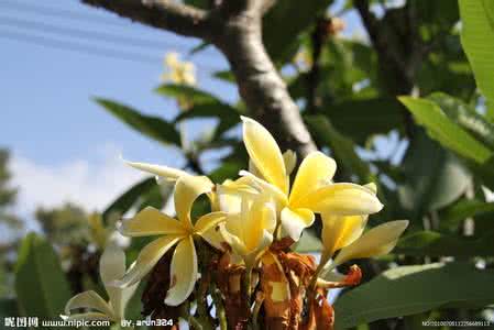 菩提花开又花落 菩提花开，花又落心情美文